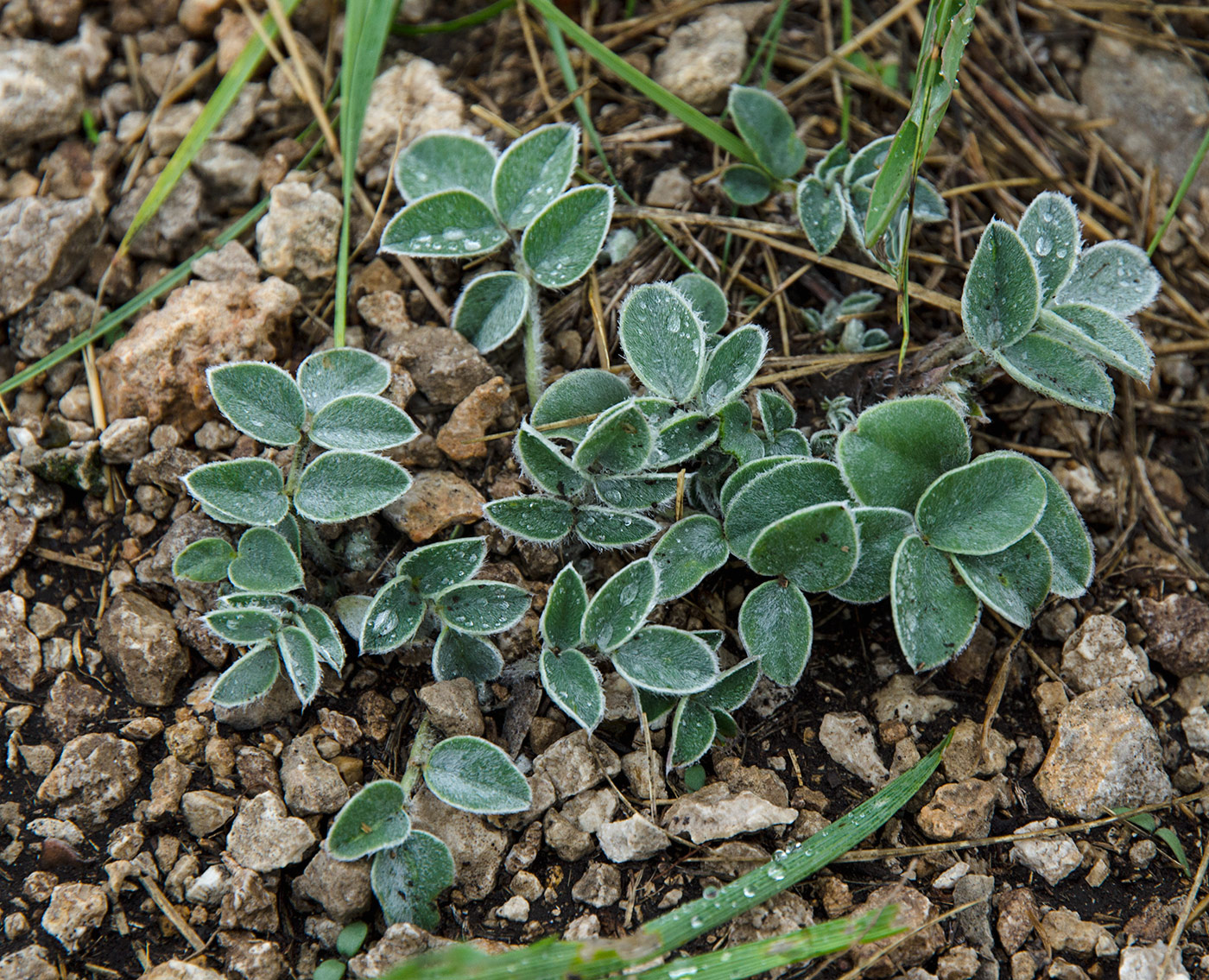 Изображение особи Hedysarum grandiflorum.