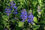 Ajuga reptans