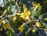 Farfugium japonicum