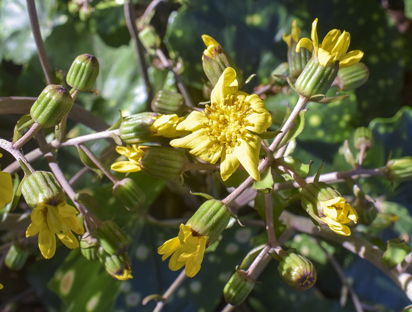 Image of Farfugium japonicum specimen.
