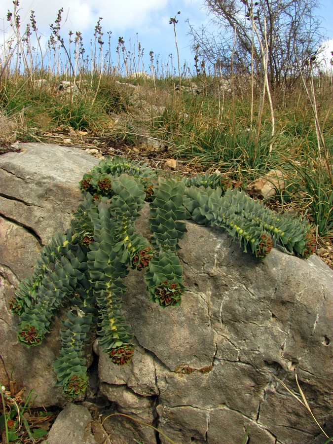 Image of Euphorbia myrsinites specimen.