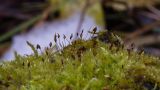 семейство Brachytheciaceae