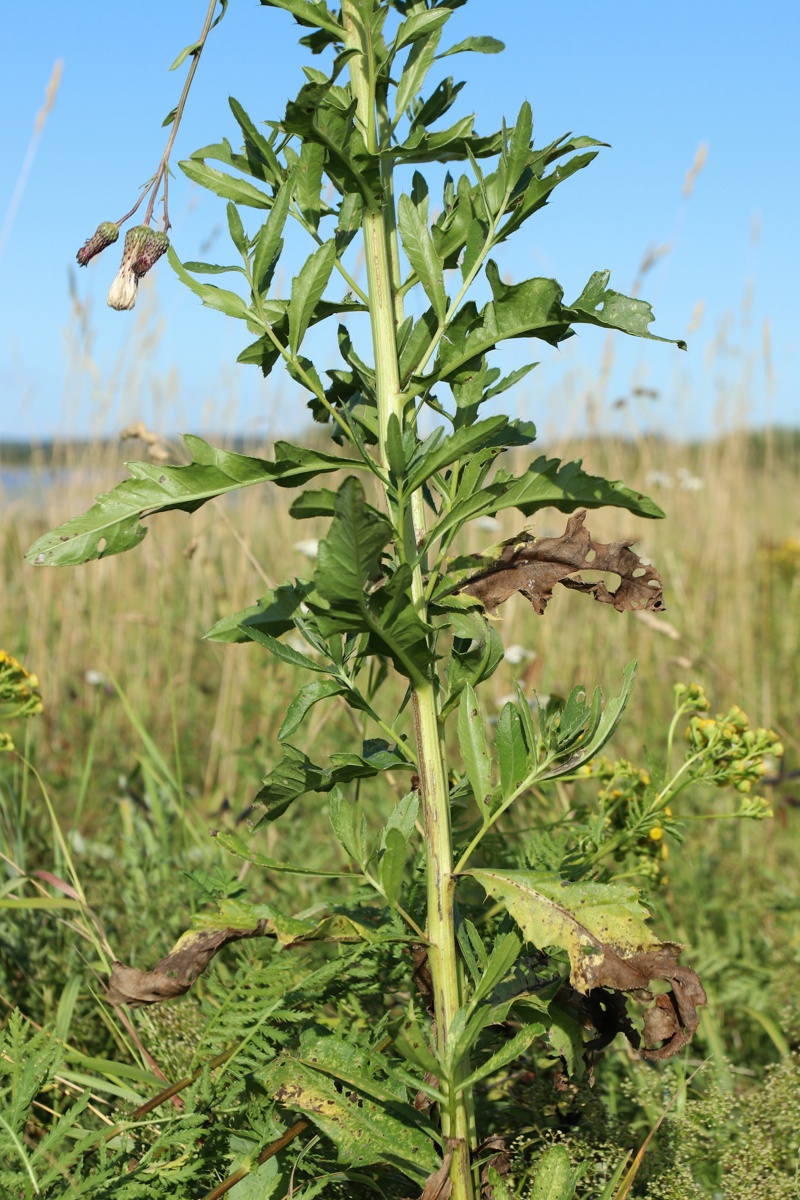 Image of Cirsium arvense specimen.