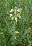 Phlomoides labiosa