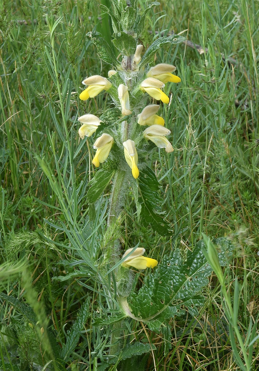 Image of Phlomoides labiosa specimen.