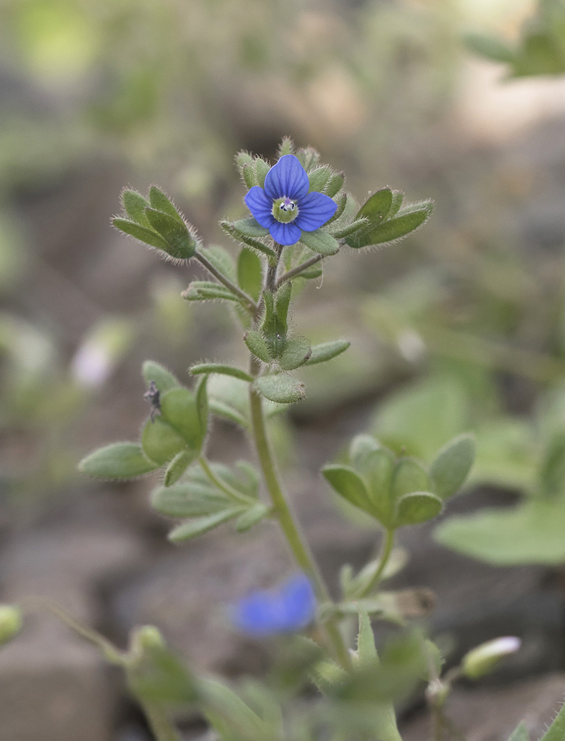 Изображение особи Veronica triphyllos.