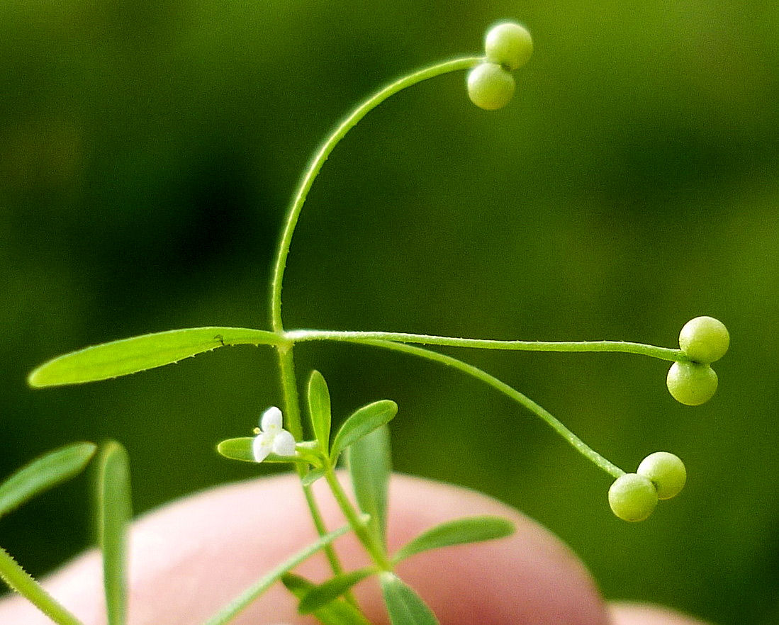 Изображение особи Galium trifidum.