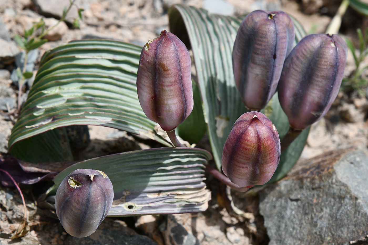 Image of Tulipa regelii specimen.