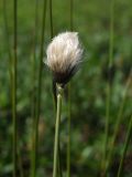 Eriophorum brachyantherum. Верхушка побега с соплодием. Магаданская обл., Ольский р-н, руч. Наледный, поляна среди лиственичника с меандрирующим ручьем, поросшая Salix saxatilis. 21.06.2022.