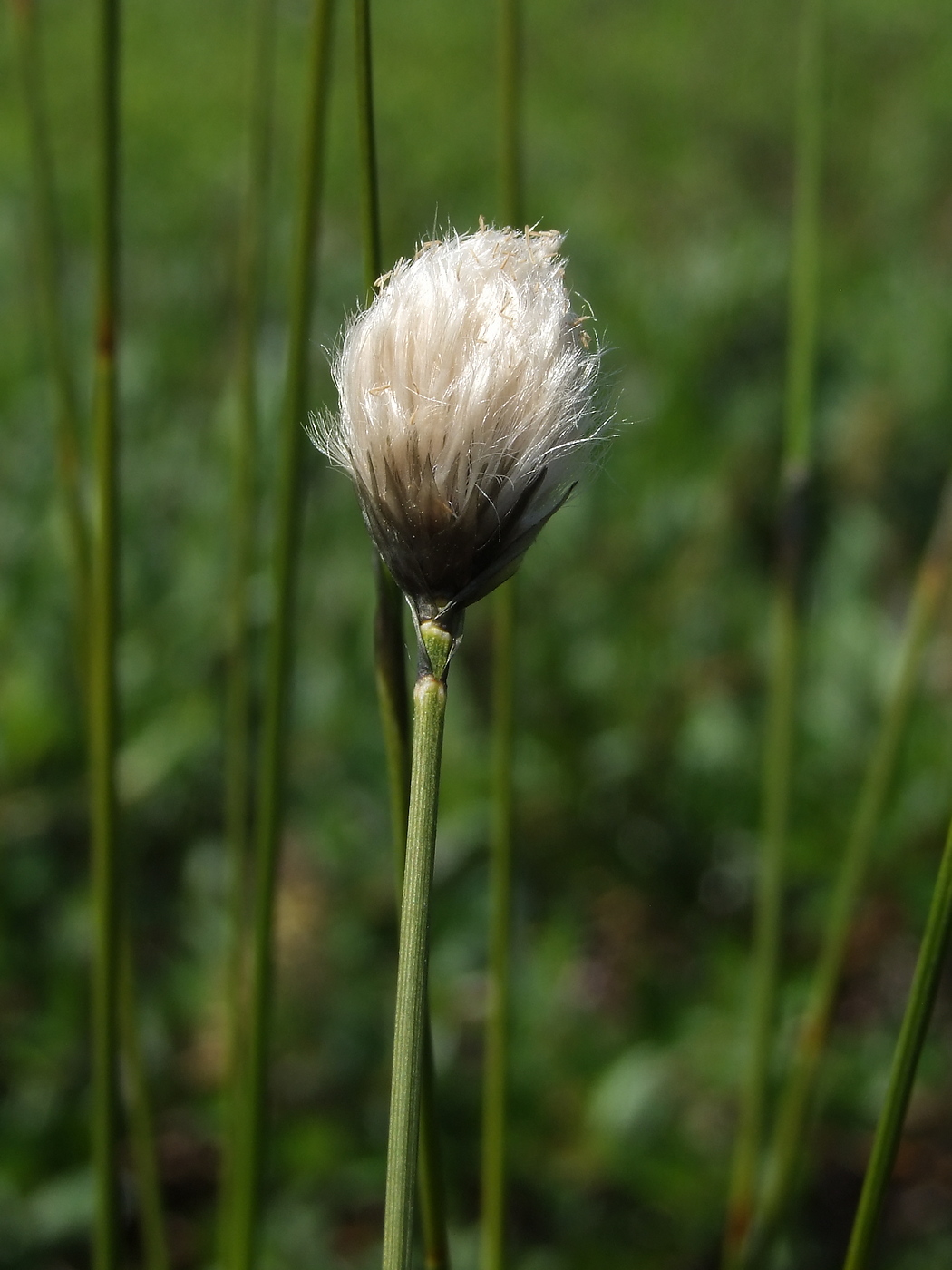 Image of Eriophorum brachyantherum specimen.