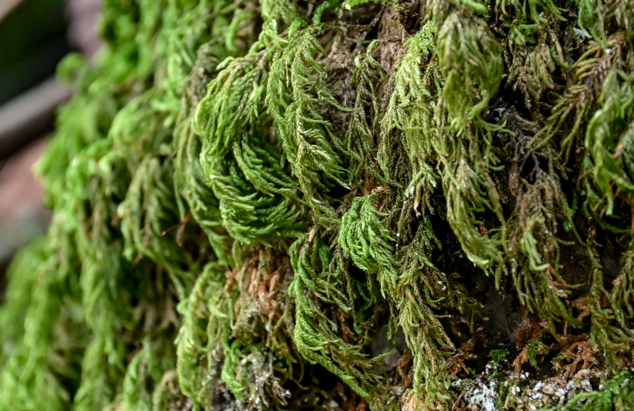 Image of Thamnobryum alopecurum specimen.