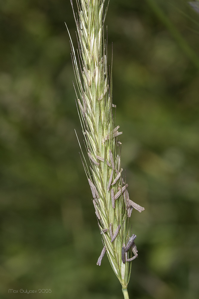 Image of Hordeum bulbosum specimen.