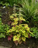 × Heucherella hybrida. Цветущее растение ('Catching Fire'). Тульская обл., Венёвский р-н, в культуре. 28.08.2019.