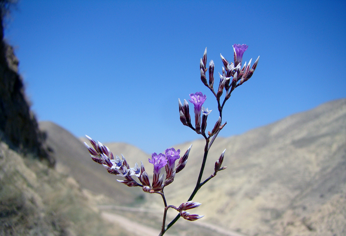 Изображение особи Limonium narynense.