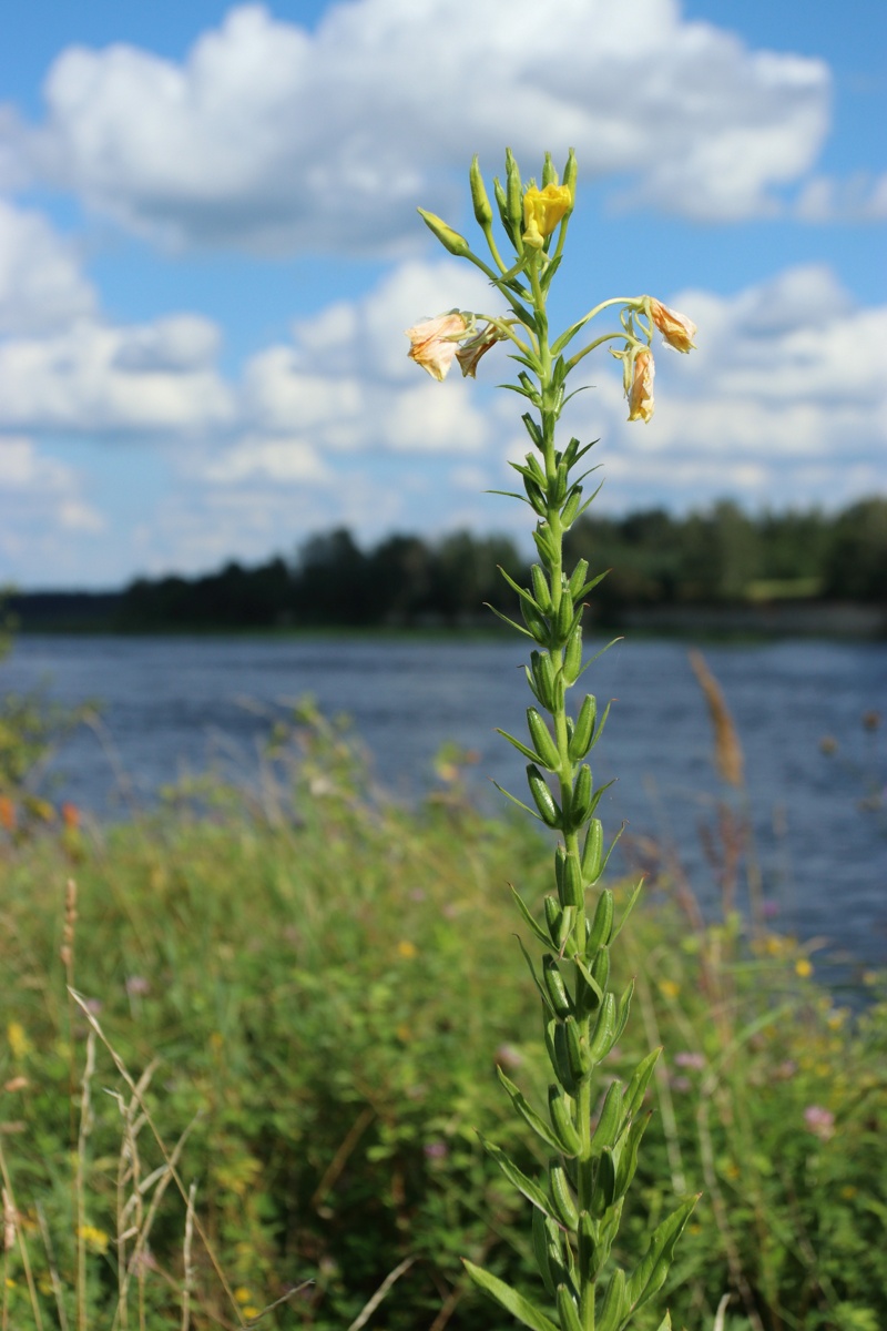 Image of Oenothera biennis specimen.