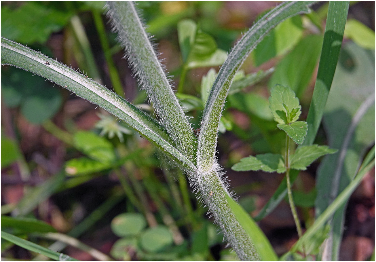 Изображение особи Knautia arvensis.
