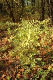 Fraxinus excelsior. Молодые растения с листвой в осенней окраске. Санкт-Петербург, Дудергофские высоты, Ореховая гора, северный край грунтового стадиона, опушка широколиственного леса. 18.10.2025.