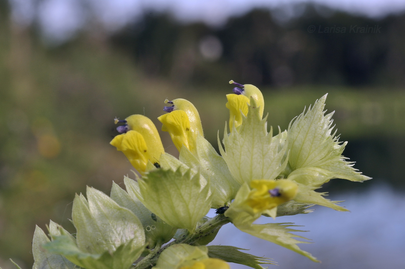 Изображение особи род Rhinanthus.