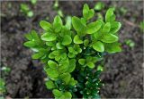 Buxus sempervirens. Листья на верхушках побегов молодого растения. Московская обл., Раменский р-н, окр. дер. Хрипань, садовый участок. 24.08.2025.