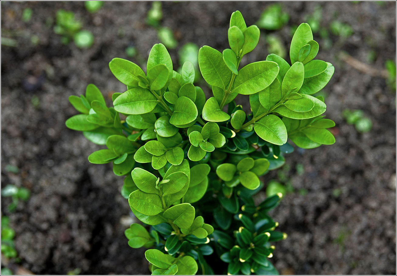 Image of Buxus sempervirens specimen.