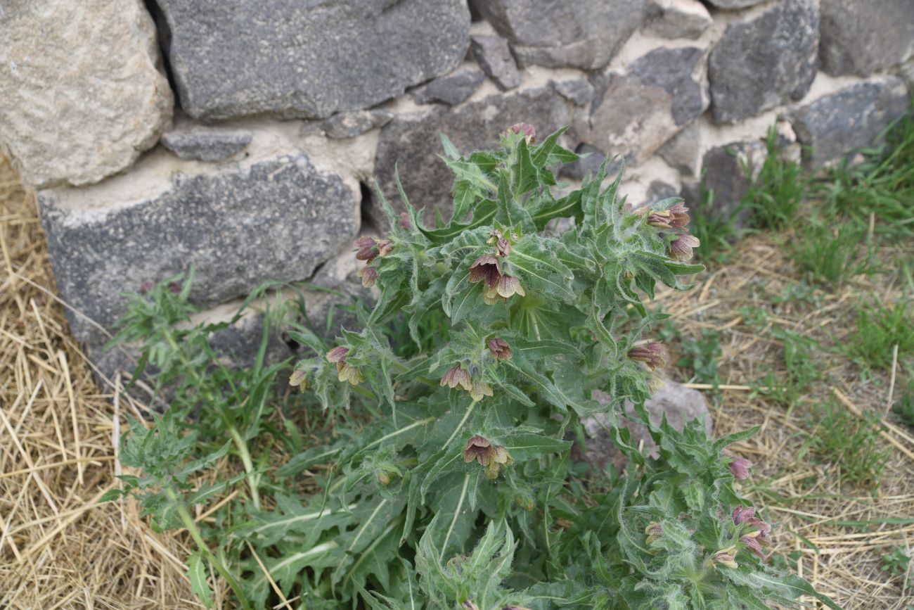 Изображение особи Hyoscyamus niger.