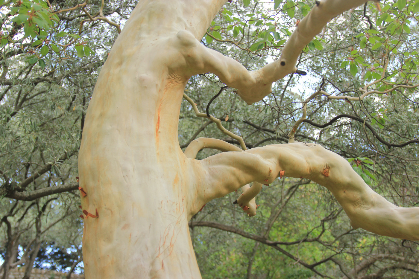 Изображение особи Arbutus andrachne.