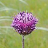 Смотреть изображение Jurinea arachnoidea