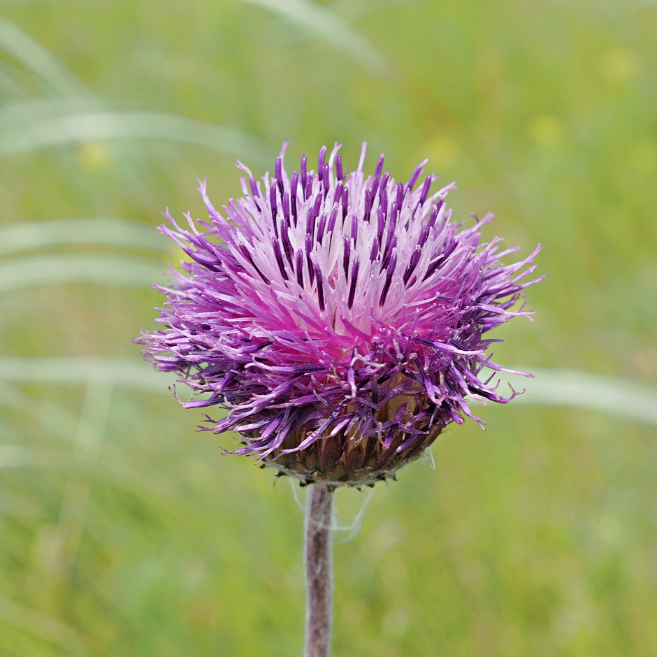 Изображение особи Jurinea arachnoidea.