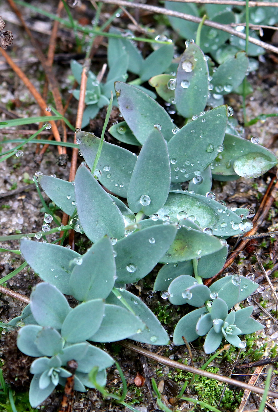 Image of Linaria genistifolia specimen.