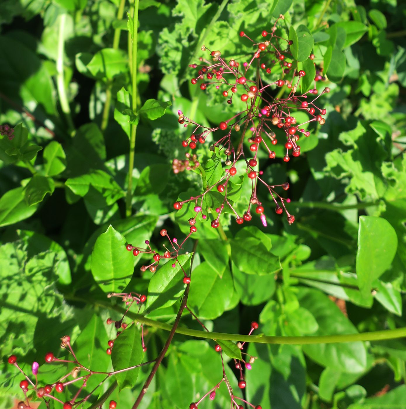 Изображение особи Talinum paniculatum.