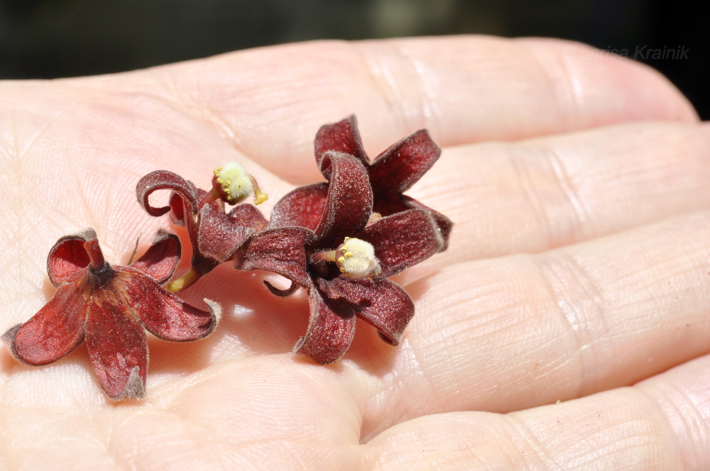Image of Sterculia foetida specimen.
