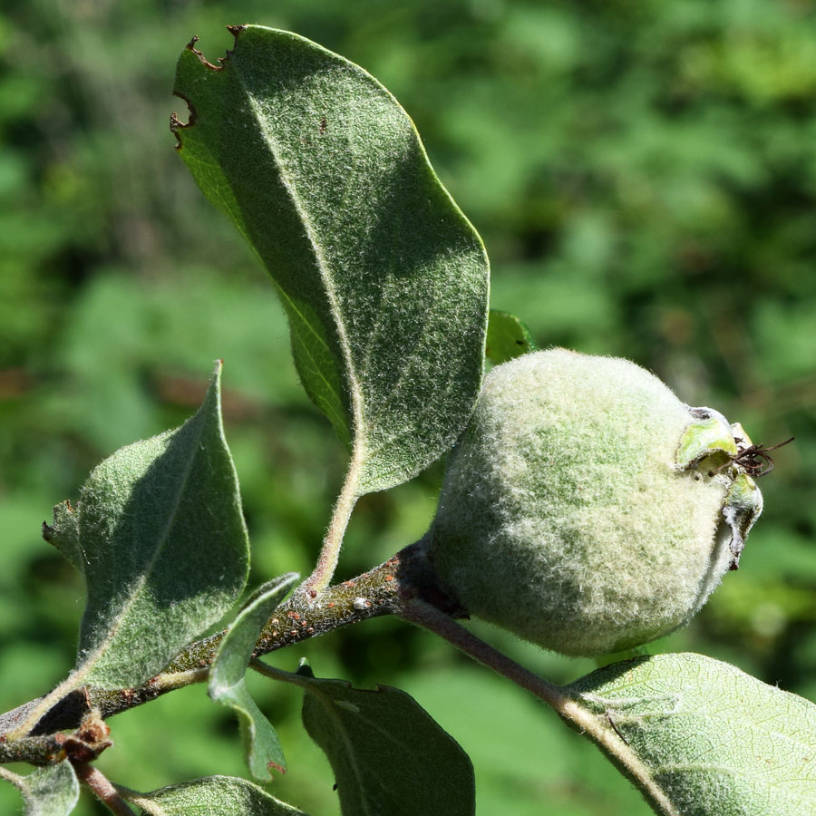 Image of Cydonia oblonga specimen.