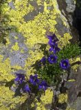 Campanula aucheri