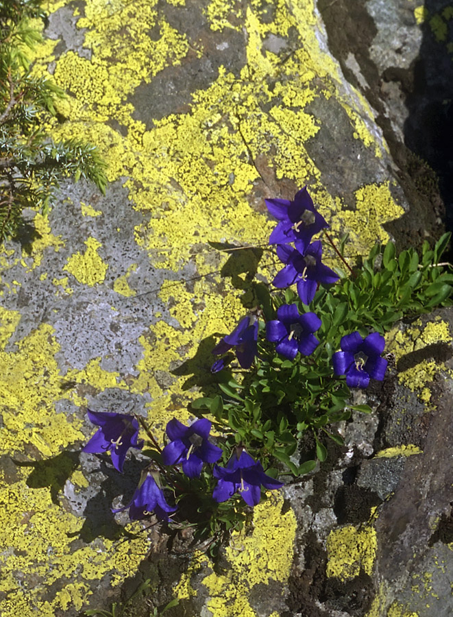 Image of Campanula aucheri specimen.