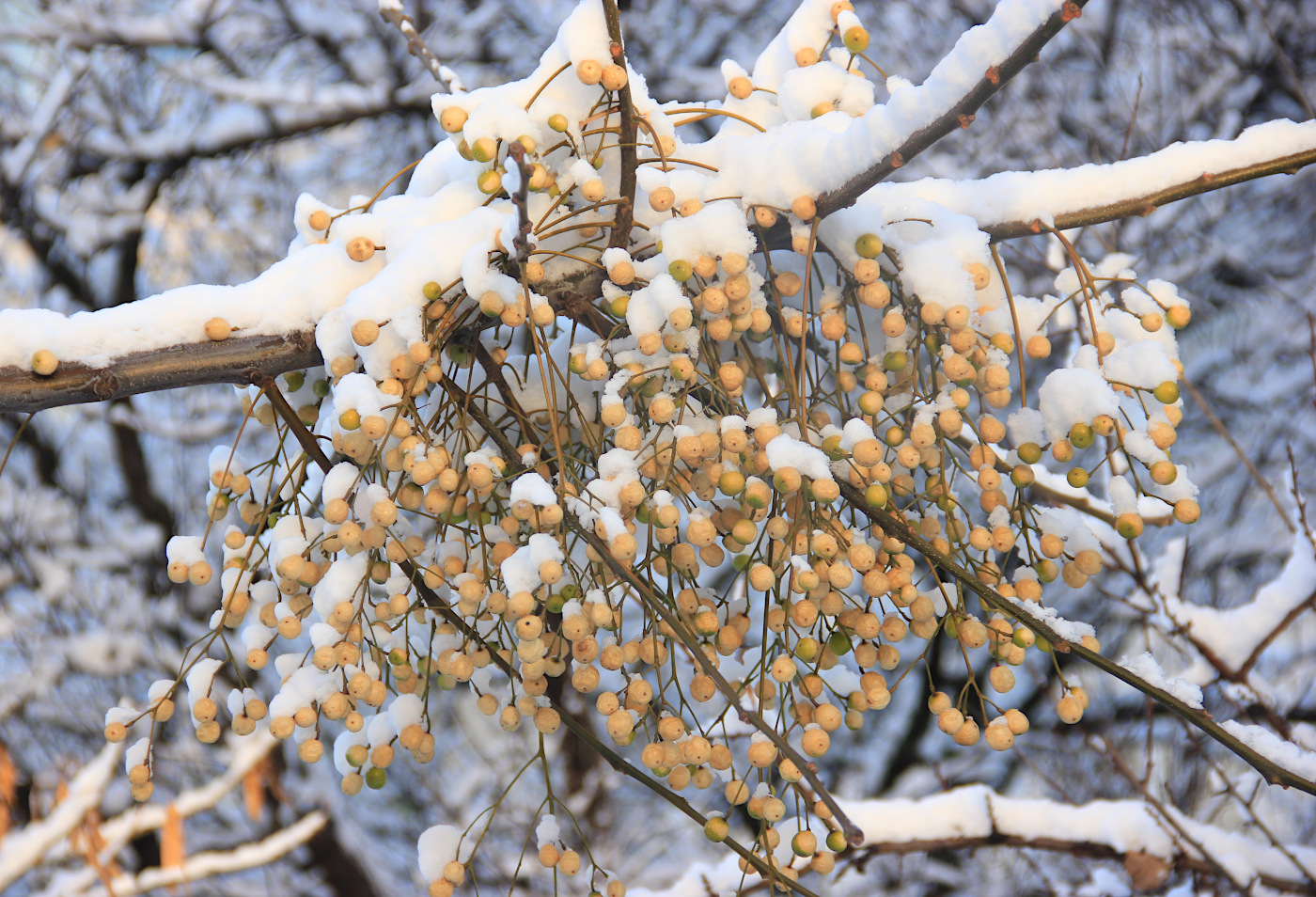 Image of Melia azedarach specimen.