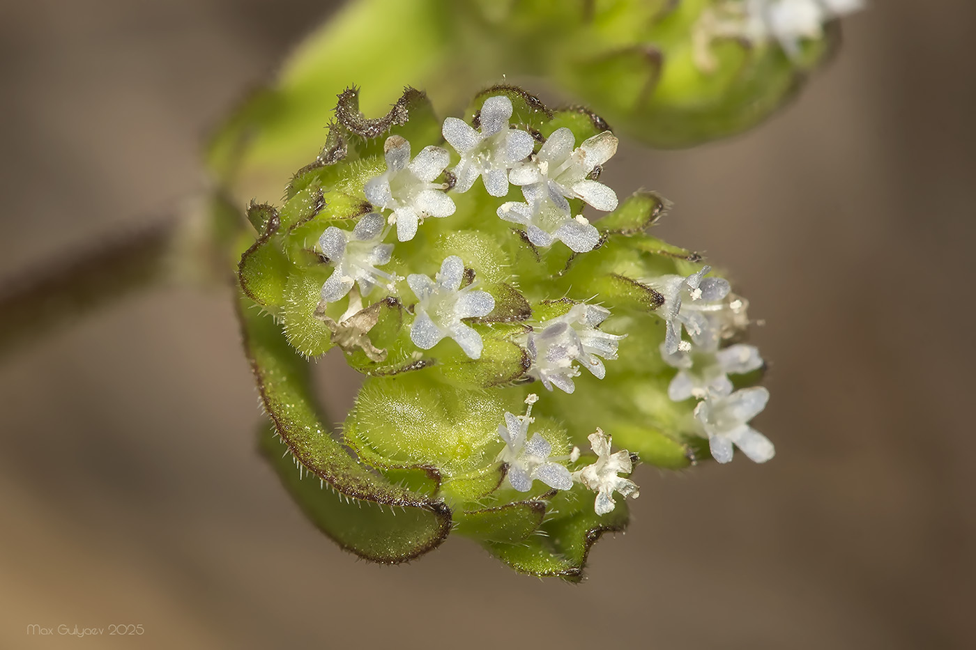 Изображение особи род Valerianella.