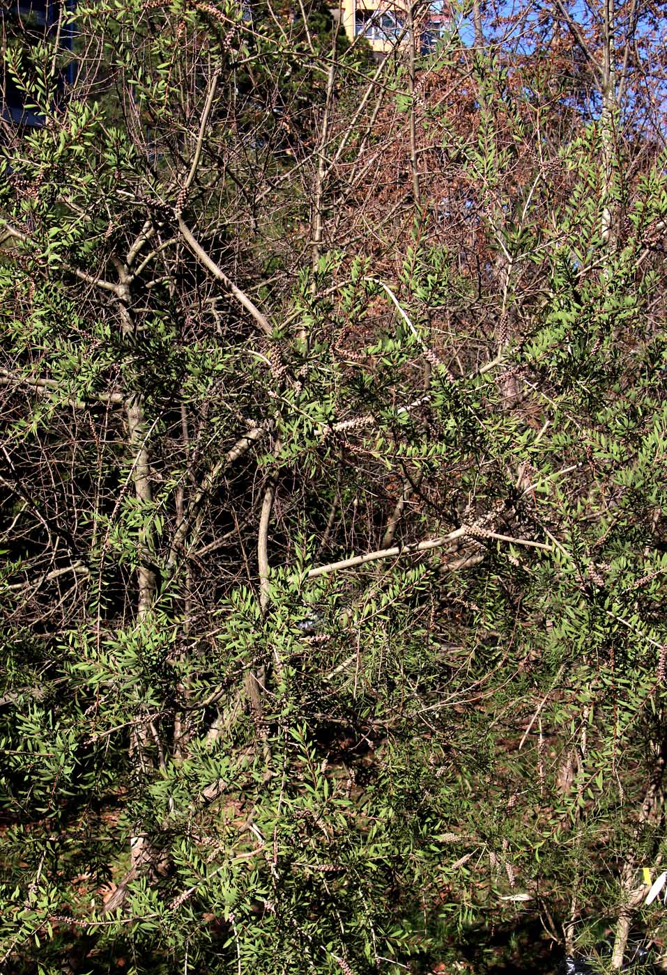 Image of Callistemon salignus specimen.