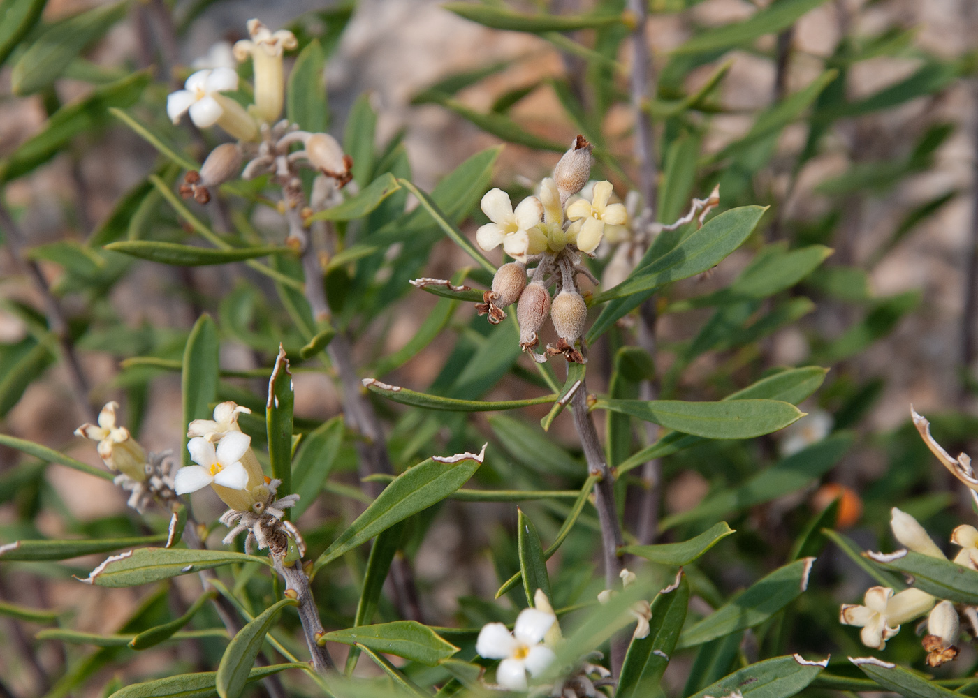 Изображение особи Daphne gnidioides.