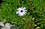 Osteospermum fruticosum. Верхушка побега с соцветием. Португалия, г. Лиссабон, в культуре. 17.08.2025.