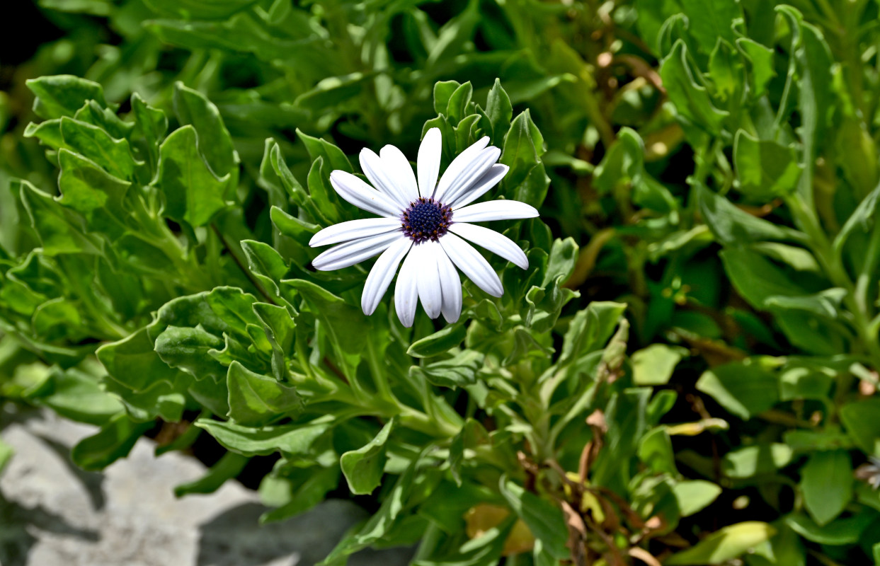 Image of Osteospermum fruticosum specimen.