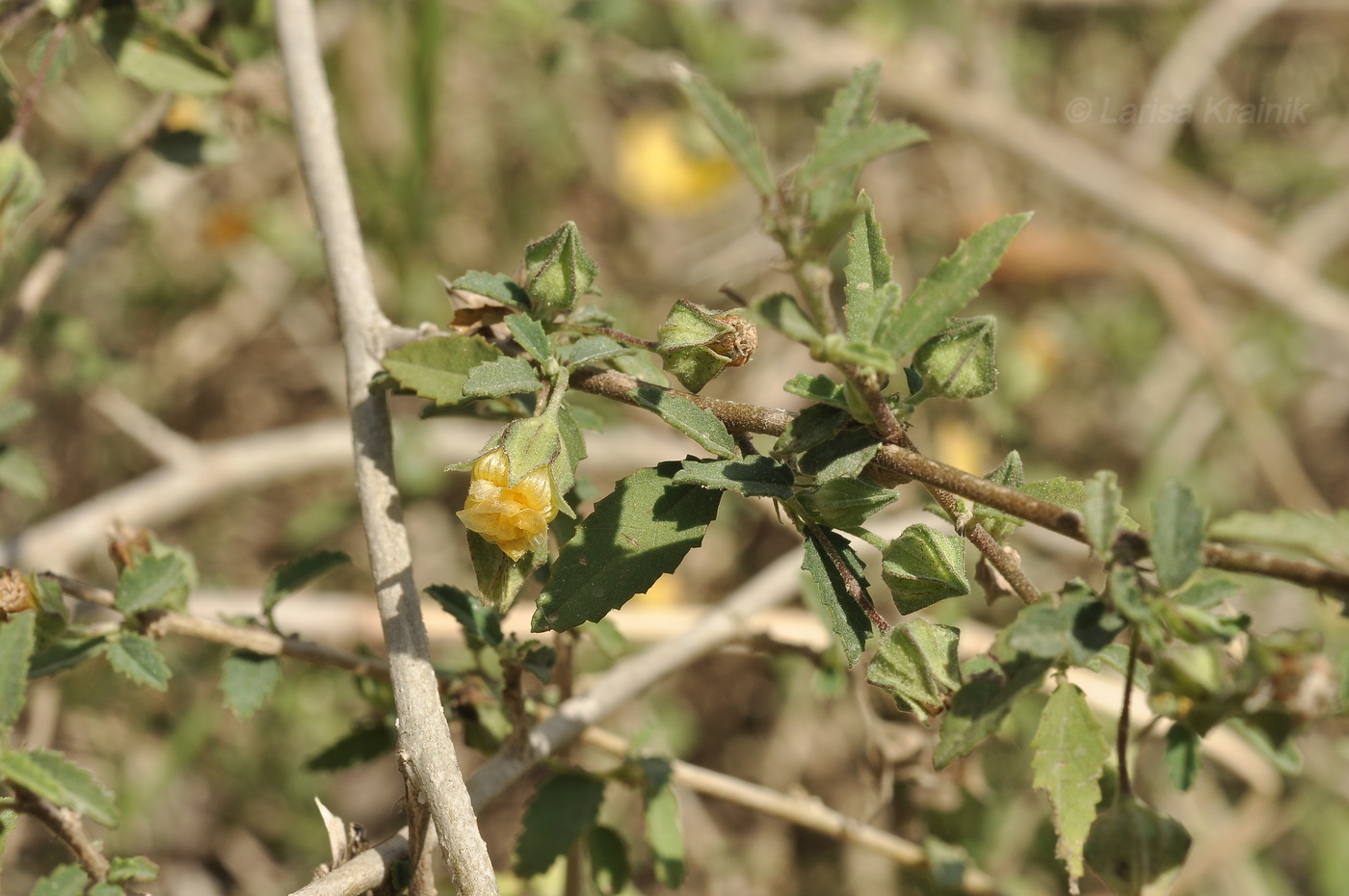 Image of familia Malvaceae specimen.