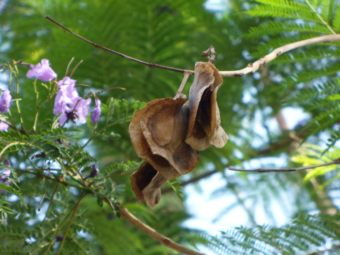 Изображение особи Jacaranda mimosifolia.