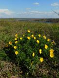 Adonis volgensis