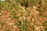 Astragalus lehmannianus. Соплодия разной степени зрелости. Астраханская обл., Наримановский р-н, окр. с. Николаевка, бархан Большой Брат, опустыненная степь, участок подвижных песков. 06.07.2026.