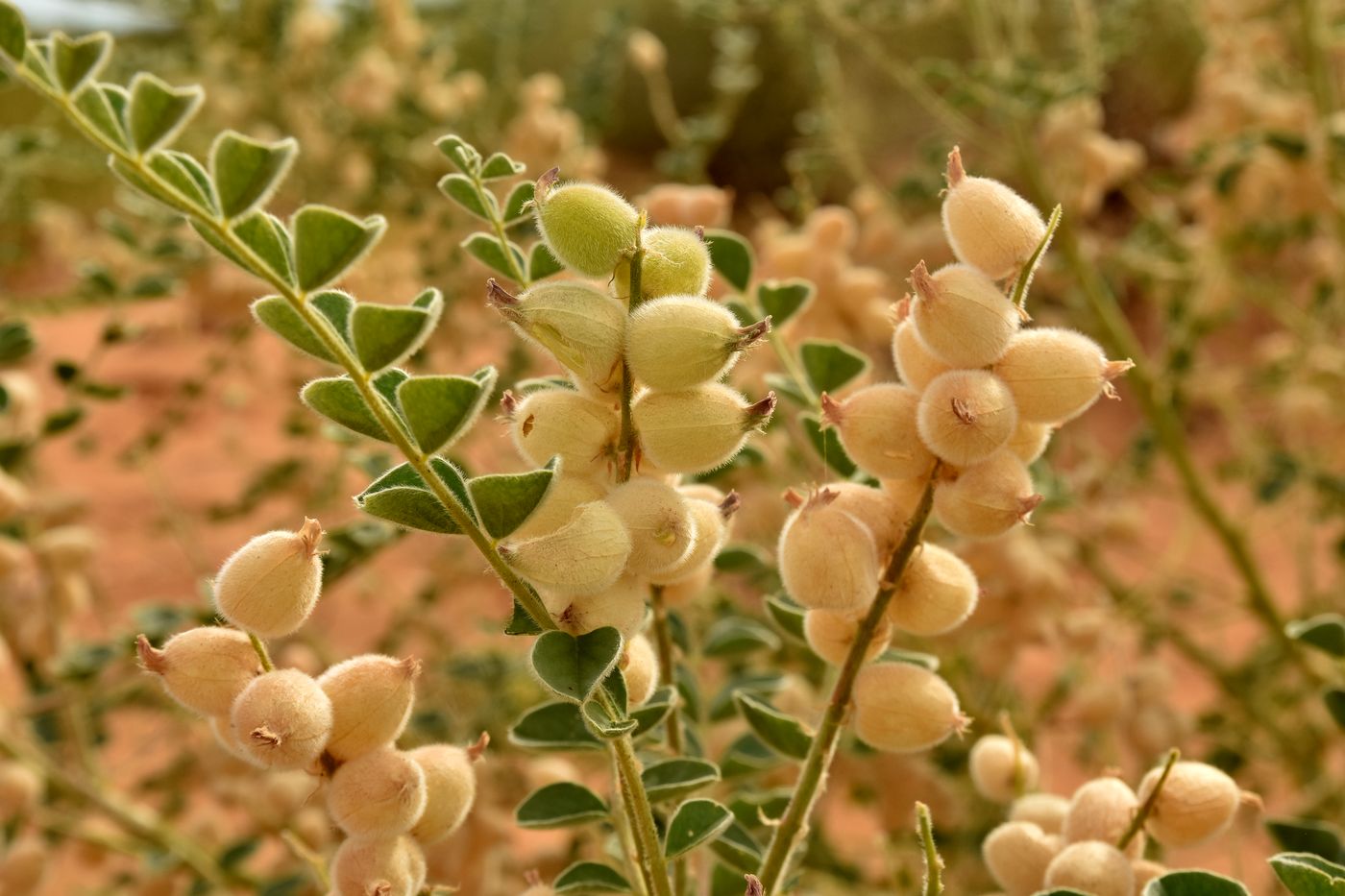Image of Astragalus lehmannianus specimen.