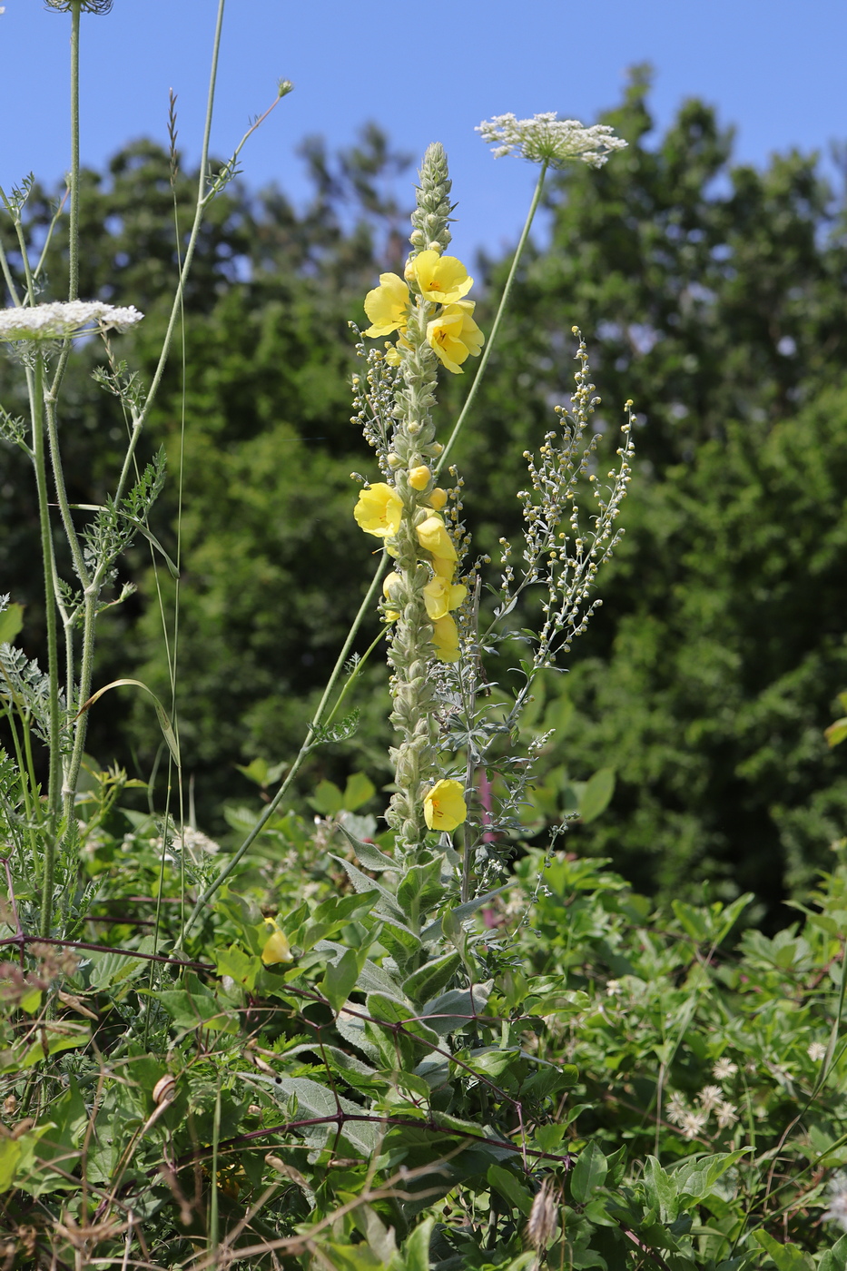 Изображение особи Verbascum densiflorum.