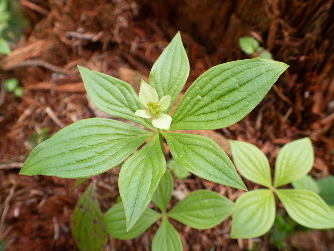 Изображение особи Chamaepericlymenum canadense.
