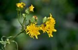 Hieracium umbellatum. Верхушка побега с соцветиями и сидящей мухой. Московская обл., окр. г. Железнодорожный, дол. р. Чёрная, окраина залежи. 07.08.2026.
