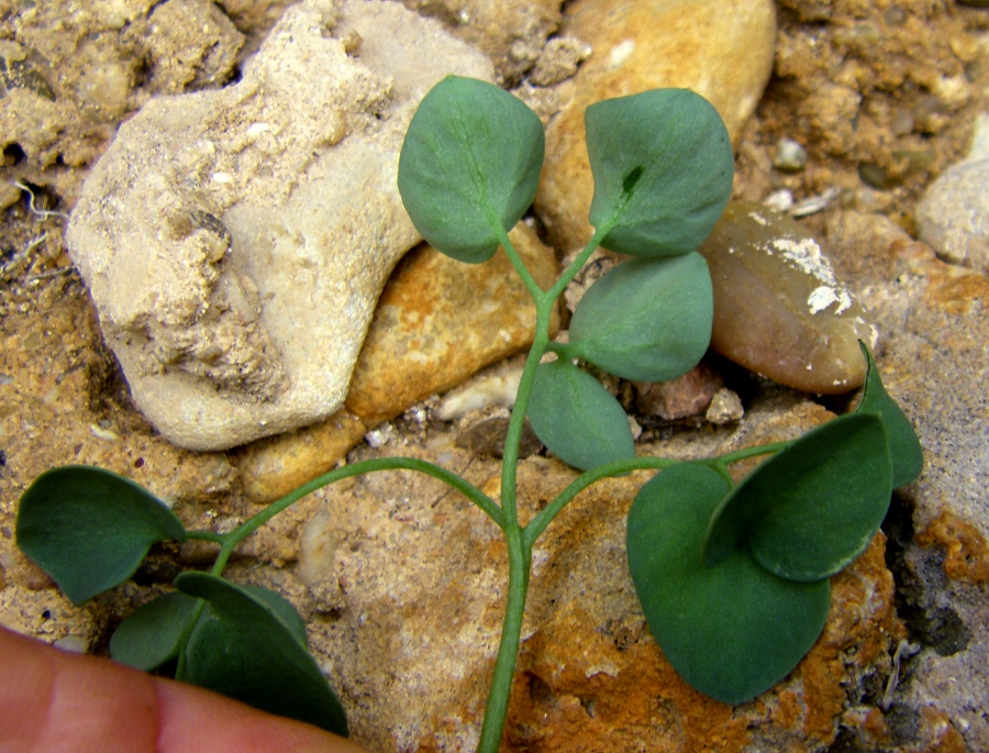 Image of Sarcocapnos enneaphylla specimen.
