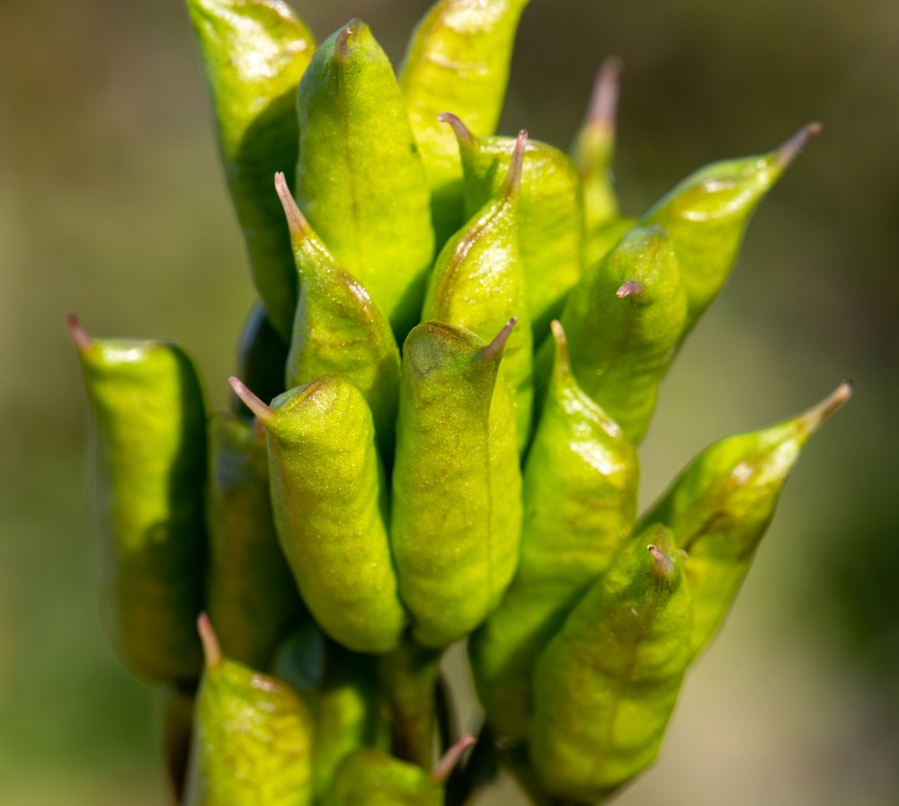Image of Aconitum kusnezoffii specimen.